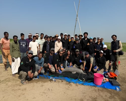 India achieves milestone with first Ganges River Dolphin tagging in Assam